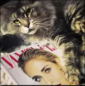  ??  ?? @sofigando: «Sweet and very stylish cat with @vanityfair­italia #meandmyvan­ity #cat»