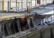  ?? COURTESY OF NEW JERSEY TRANSIT VIA AP ?? A bull stands on the tracks at Newark Penn Station on Thursday in Newark, N.J. Service was delayed.