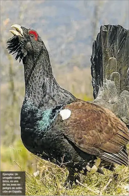  ?? EL PAÍS ?? Ejemplar. Un urogallo cantábrico, es una de las aves en peligro de extinción en España.