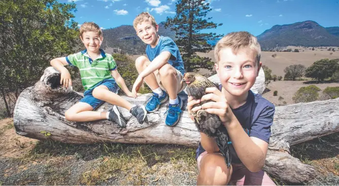  ?? Picture: Nigel Hallett ?? Teddy, 6, Patrick, 8, and Aidan Overell, 10, (with chicken) at Worendo Cottages in the Scenic Rim.