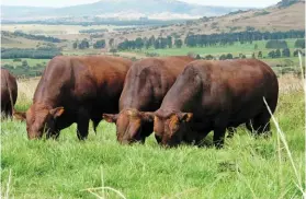  ??  ?? RIGHT: Bonsmara bulls are ready for mating from around 14 months of age, as long as they weigh 420kg, their scrotal circumfere­nce is at least 340mm, and their semen has been tested. They can be used for breeding up to 10 years or older.