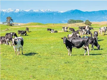  ?? ?? METHANE RISK: New Zealand has unveiled plans to tax burps from cows and sheep.