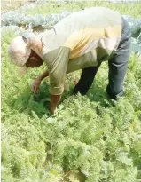  ?? ?? Murtala Hudu, a small scale carrot farmer