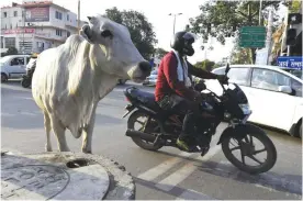  ??  ?? NEW DELHI: In this photograph taken on July 20, 2017 a cow stands amidst the traffic on a road. —AFP