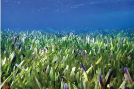  ?? Photograph: Rachel Austin/UWA ?? ThePosidon­ia australis seagrass meadow in Shark Bay, Western Australia.