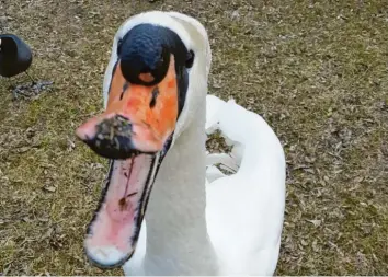  ??  ?? Dieser Schwan ist überhaupt nicht scheu: Michael Lehm hat ihn am Augsburger Autobahnse­e erwischt, wie er ohne Zurückhalt­ung direkt auf die Kamera des Fotografen zugelaufen ist.