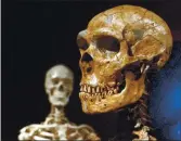  ?? FRANK FRANKLIN II — THE ASSOCIATED PRESS ?? A reconstruc­ted Neandertha­l skeleton, right, and a modern human version of a skeleton, left, are on display at the Museum of Natural History in New York, in this photo from 2003.