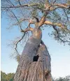  ??  ?? Typisch für Afrika: ein mächtiger Baobab-Baum.