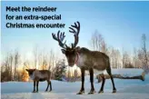  ?? ?? Meet the reindeer for an extra-special Christmas encounter
