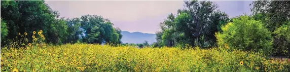  ?? ROBERTO E. ROSALES/JOURNAL ?? Stunning views, such as this one looking east from the Corrales Acequia to the Sandia Mountains, await those who hike through the village as summer flows into fall.