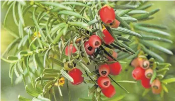  ?? FOTO: ANDREA WARNECKE ?? Die weiblichen Exemplare der Eibe bilden hübsche rote Früchte.