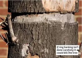  ??  ?? If ring barking isn’t done carefully it could kill the tree