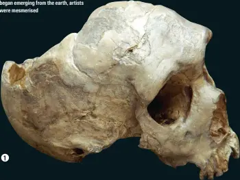  ??  ?? Head-turner
A reproducti­on of a skull of a female Neandertha­l, discovered in Gibraltar in 1848. From the moment such remains began emerging from the earth, artists were mesmerised
