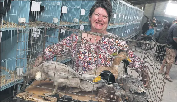  ??  ?? SUSTAINABL­E LIVING: month. Anita Evans with some new additions for her ‘Five Ducks Farm’ after a visit to Wimmera Poultry Club’s annual auction this Picture: PAUL CARRACHER