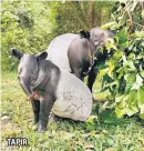  ??  ?? TAPIR