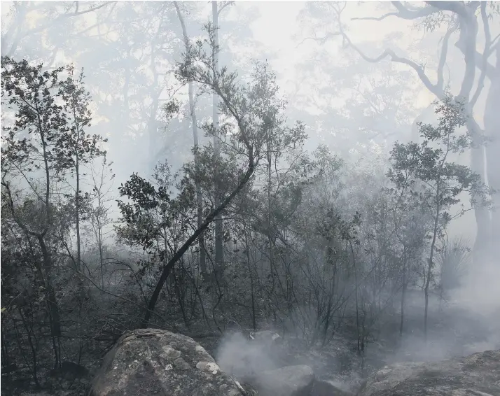  ??  ?? The word ‘bushfire’ surged in frequency in 2020 (photo by Lisa Maree Williams/Getty Images)