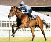  ??  ?? ON TRACK: Legislate, now seven years old, is set to make his return to racing. The former Horse of the Year and Vodacom Durban July winner is looking good in training and is soon to run in a barrier trail. He is among the early entries for this year’s...