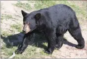  ?? PHOTOSPIN.COM ?? BLACK BEARS COULD easily present problems should a meeting in the wild take place.