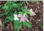  ?? Special to the Democrat-Gazette ?? Bouncing Bet or soapwort, Saponaria officinali­s, spreads by undergroun­d rhizomes and can become a bit aggressive in the garden.