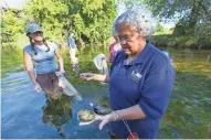  ??  ?? Lisie Kitchel (right), a conservati­on biologist with the Wisconsin DNR, displays mussels found during the inventory.