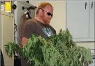  ?? Doug Walker
Rome News-Tribune ?? Deputy Ghee Wilson examines some of the 17 seized marijuana plants, valued at about $45,000.