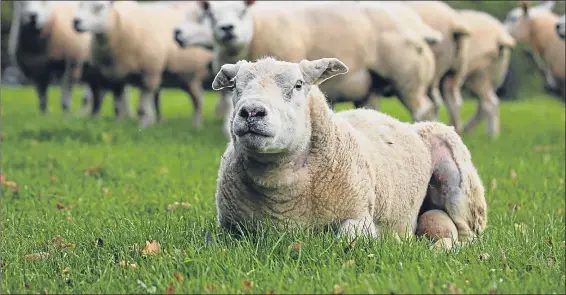  ??  ?? Ewe hoo! Stiffler the ram has a rest on the farm yesterday but is primed for the breeding season following landmark surgery to cure his arthritis