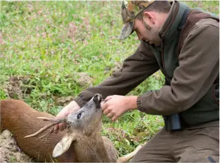  ?? ?? Woodmill Shootings guide Johnny Readhead assesses the tooth and trophy on a newly shot buck