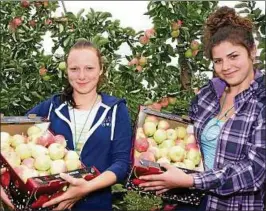  ??  ?? Violetta Rak und Roxana Siuta aus dem polnischen Rzeszów helfen bei der Apfelernte in Kindelbrüc­k. Foto: Annett Kletzke