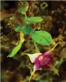  ??  ?? A new species of Brachionid­ium, or cup orchid, with striking purple and yellow flowers. Photograph: Trond Larsen/Conservati­on Internatio­nal