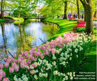  ??  ?? Visit Keukenhof Garden, which has 800 varieties of tulip