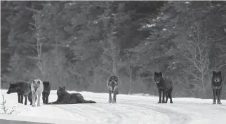  ?? PHOTOS: AMAR ATHWAL/PARKS CANADA ?? The Bow Valley wolf pack on the Bow Valley Parkway in Banff National Park. Left, a wolf carries its kill in Banff National Park.