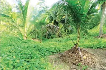  ??  ?? A coconut plantation needing to be intercropp­ed.