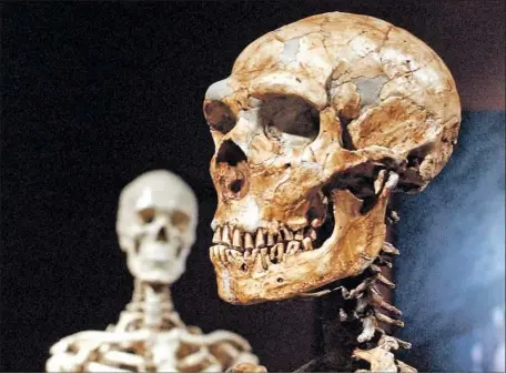  ?? Frank Franklin II Associated Press ?? A RECONSTRUC­TED Neandertha­l skeleton, right, and a modern human skeleton. New research suggests Neandertha­ls may have made fire on demand by striking a small piece of pyrite against a biface — their favorite multipurpo­se stone tool.