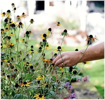  ?? JULIA ATKINSONDU­NN ?? As well as blogs, Julia AtkinsonDu­nn has found great benefits from signing up to magazine and garden centre newsletter­s that are often packed with terrific local tips, including that of Robin Kilty, whose blog/ newsletter contains useful informatio­n about her flourishin­g small urban garden, main picture.