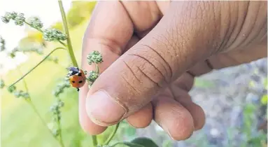  ??  ?? There is not one condition that solely attracts bugs to gardens.