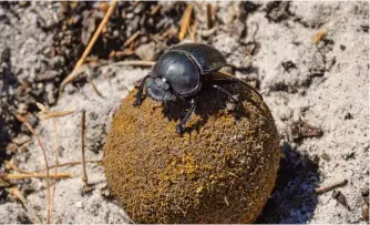 ??  ?? A dung beetle hard at work; previous pages: zebra and wildebeest in the Waterberg region