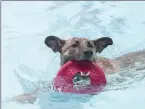  ??  ?? Above: Most dogs spent time retrieving balls, Frisbees and other toys in the water. Leah, a German Shepherd/Pitbull mix, stayed in the water doing just that. She is owned by Devin Henderson of Springdale.