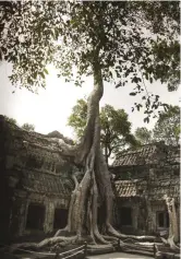  ??  ?? The jungle is slowly reclaiming Angkor’s Ta Prohm temple (left); a pride of lions spotted on a game drive in the western Serengeti