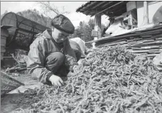  ?? LIU CHAN / XINHUA ?? A villager in Shizhu Tujia autonomous county, Chongqing, checks the condition of baked a herb commonly used in traditiona­l Chinese medicine. The county has planted medicinal herbs to help local farms generate more income.