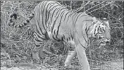  ?? HT FILE ?? Corbett had 190 tigers as per the 2014 population estimation .