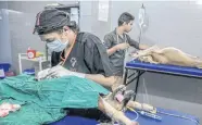  ??  ?? Veterinari­ans perform sterilisat­ion procedures on dogs at the Goa Hicks Internatio­nal Training Center in Assagao in Goa, India.