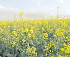  ?? ?? La canola es una opción rentable como cultivo de otoño-invierno.