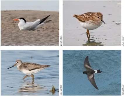  ??  ?? ABOVE (CLOCKWISE FROM TOP LEFT) Royal Tern, Beale Point, Co. Kerry, Ireland, 23 August
Least Sandpiper, Seaton Marshes, Devon August
Wilson’s Petrel, Scilly pelagic, 20 August
Terek Sandpiper, Tacumshin Lake, Co. Wexford, Ireland, 22 August