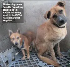  ??  ?? The two dogs were found in “appalling conditions” in Mallow following a call to the ISPCA National Animal Helpline.