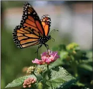  ?? (File Photo/AP/Gregory Bull) ?? A monarch butterfly is seen on a flower Aug. 19, 2015, in Vista,
Calif.