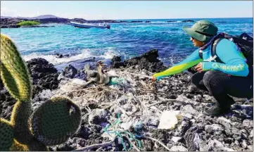  ??  ?? Jennifer Suarez collects garbage from a nest of a flightless cormorant (Nannopteru­m harrisi) on the shore of Isabela Island.