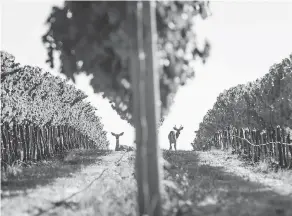  ?? GREG LEHMAN / WALLA WALLA UNION-BULLETIN VIA AP ?? American winemakers’ access to Canadian grocery store shelves was identified alongside dairy and grain grading as a major outstandin­g agricultur­al issue in NAFTA talks.