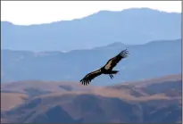  ?? MEL MELCON/LOS ANGELES TIMES ?? A condor takes to the sky above the Hopper Mountain National Wildlife Refuge north of Fillmore on Nov. 6, 2014.