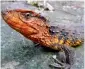  ??  ?? Vietnamese crocodile lizard
