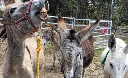  ??  ?? SELFLESS MISSION: Good Samaritans saved Charmaine Wilson’s donkeys.